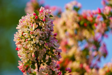 Apple blossom with blurry background, seen in Duisburg-Ruhrort, North Rhine-Westphalia, Germany