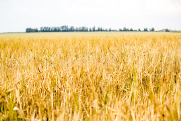 Wheat field, a few trees on the horizon
