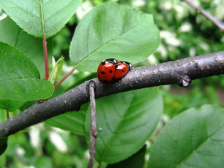 Ladybird Spring Love