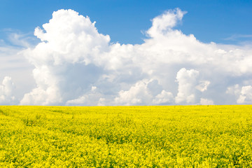 Obraz premium Rapeseed field under Cumulus clouds on a Sunny summer day