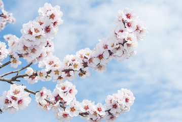 Almond flowers