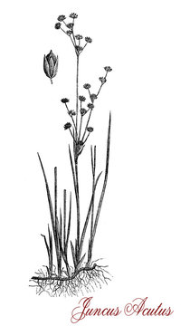 Vintage engraving of Juncus acutus or spiny rush, flowering plant in the family Juncaceae, perennial with harmful spines tall up to 1,5 mt.(4.9 ft), growing in grassy woodland