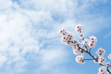 Almond flowers