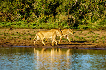 Two Female Lions going to drink at sunrise at the Nkaya Pan Watering Hole in Kruger Park South Africa