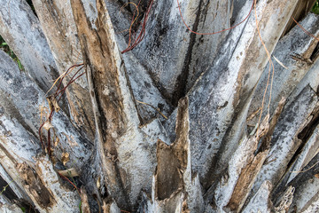 Detailed view of trunk on the palm tree. Structure of tree trunk close up.