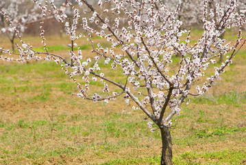 Almond trees