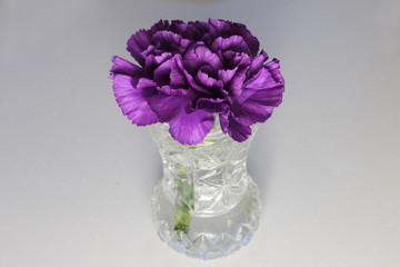 Deep purple. Single Purple Carnation Flower. International Women’s Day.