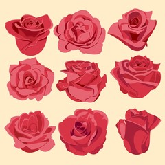 set of pink roses