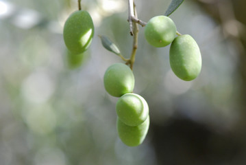 Olive branch with green olives outside in nature. Close up.