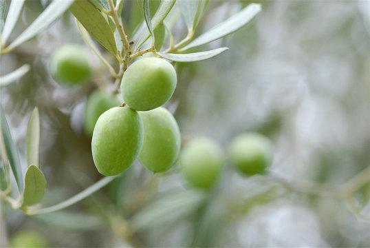 Olive branch with green olives outside in nature. Close up.