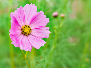 Obraz premium Ogród Kosmosu