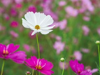 Cosmos garden