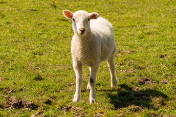 Curious lamb on a meadow looking into the camera