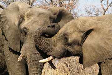 Close-up of two african elephants at Kruger National Park, South Africa
