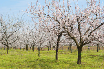 Almond trees