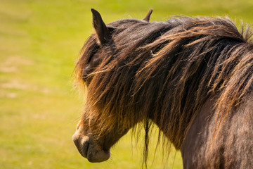 A horse on a meadow with the blurry grass in the background
