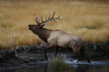 Elk (Wapiti), Cervus elephas, Yellowstone National Park, Wyoming, United States