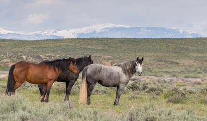 Wild Mustangs