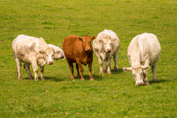 Curious cows on a meadow