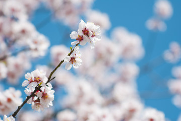 Almond flowers