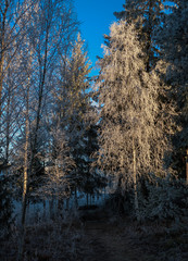 A path leading into the forest. A sunlit cold frozen tree with a lot of frost on.