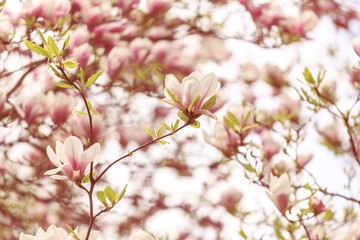 Fototapeta na wymiar Magnolia tree blossom