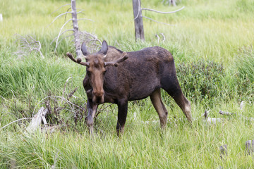 Shiras Moose of The Colorado Rocky Mountains