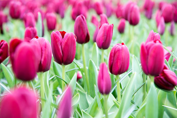 Beautiful purple tulips. Spring landscape.