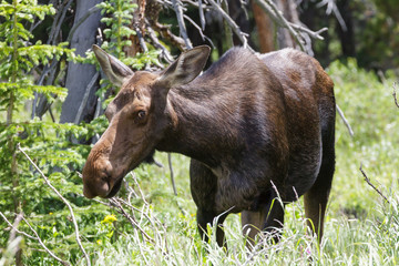 Shiras Moose of The Colorado Rocky Mountains
