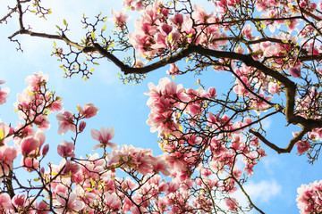 Magnolia tree blossom