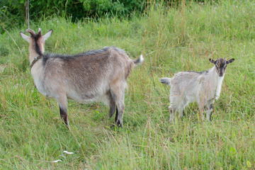 Naklejka na ściany i meble Domestic doe goat and its kid outdoor in summer