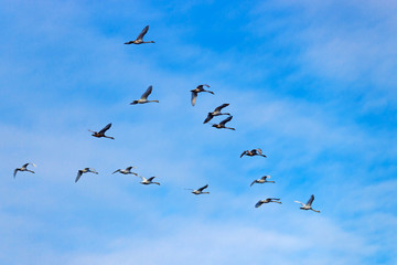 Flock of flying white swans against a blue sky