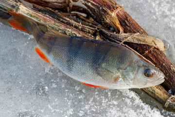 Caught fresh perch lies on the ice of the lake. Ice fishing in winter