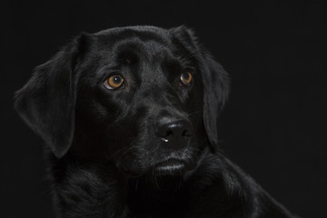 Portrait eines schwarzen Labradors