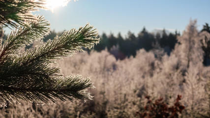 Low sun in winter over a deforestation. Hiding behind a pine branch.