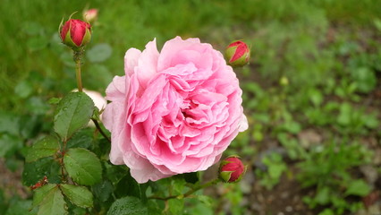Pink rose covered with rain drops.