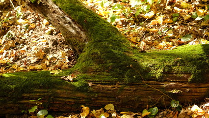 The old dry trunk is covered with green moss.