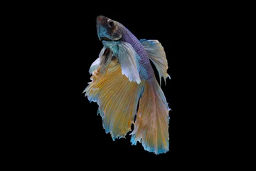 Gordijnen The moving moment beautiful of yellow siamese betta fish or half moon betta splendens fighting fish in thailand on black background. Thailand called Pla-kad or dumbo big ear fish. © Soonthorn