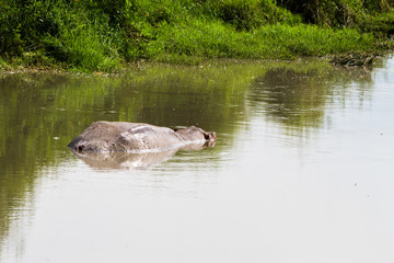 The common hippopotamus (Hippopotamus amphibius), or hippo, is a large, mostly herbivorous, semiaquatic mammal native to sub-Saharan Africa in Serengeti National Park, Tanzania