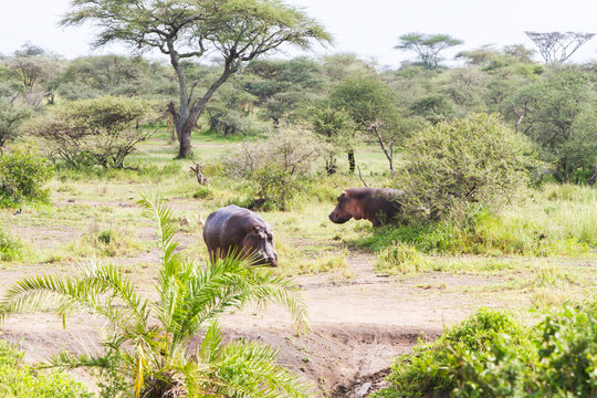 The common hippopotamus (Hippopotamus amphibius), or hippo, is a large, mostly herbivorous, semiaquatic mammal native to sub-Saharan Africa in Serengeti National Park, Tanzania