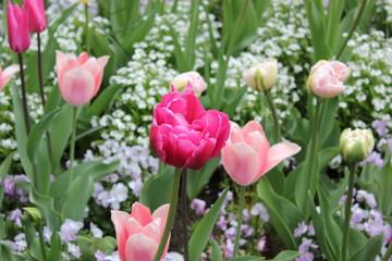 Tulpen