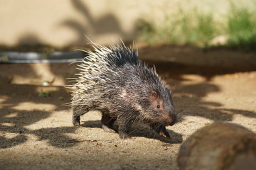 Portrait of cute porcupine. The Malayan porcupine or Himalayan porcupine (Hystrix brachyura) is a species of rodent in the family Hystricidae.