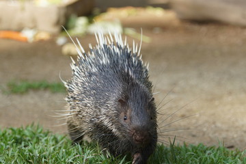 Portrait of cute porcupine. The Malayan porcupine or Himalayan porcupine (Hystrix brachyura) is a species of rodent in the family Hystricidae.