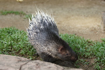 Portrait of cute porcupine. The Malayan porcupine or Himalayan porcupine (Hystrix brachyura) is a species of rodent in the family Hystricidae.