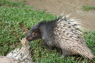 Portrait of cute porcupine. The Malayan porcupine or Himalayan porcupine (Hystrix brachyura) is a species of rodent in the family Hystricidae.