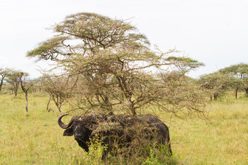 Yellow-billed oxpecker (Buphagus africanus) and Syncerus caffer caffer or the Cape buffalo in...
