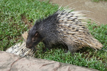 Portrait of cute porcupine. The Malayan porcupine or Himalayan porcupine (Hystrix brachyura) is a species of rodent in the family Hystricidae.