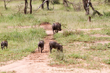 The common warthog (Phacochoerus africanus), wild member of the pig family (Suidae) found in...