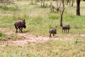 Fototapeta na wymiar The common warthog (Phacochoerus africanus), wild member of the pig family (Suidae) found in grassland, savanna, and woodland in Serengeti National Park, Tanzania