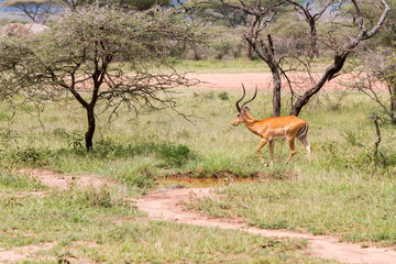 Thomson's gazelle (Eudorcas thomsonii), known as tommie, the most common type of gazelle in East Africa in Serengeti ecosystem, Tanzania, Africa